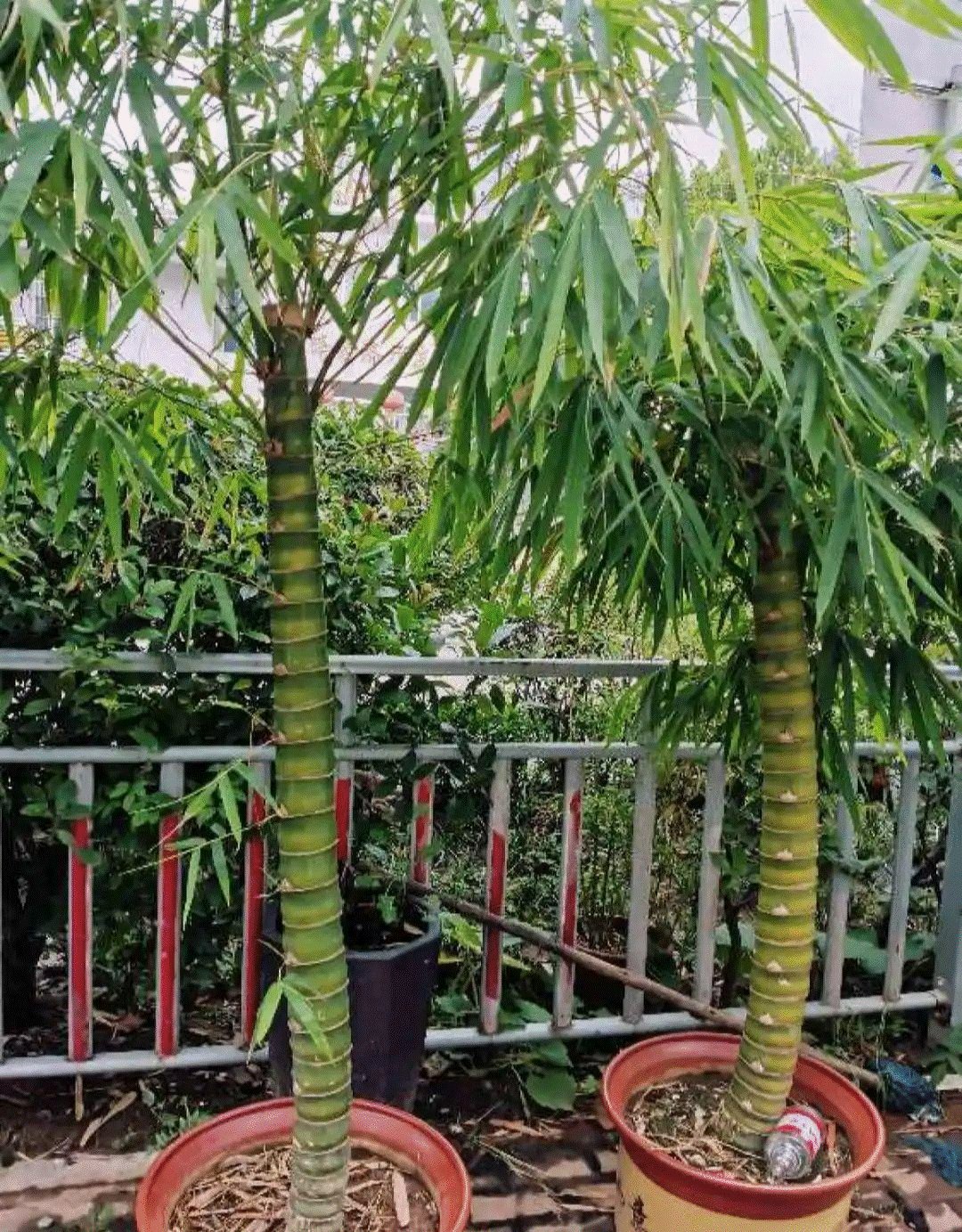 6 cây cảnh xù xì là bảo bối của nhà giàu, giúp đuổi tà khí - Hình 8 6 cay canh xu xi la bao boi cua nha giau, giup duoi ta khi-Hinh-8