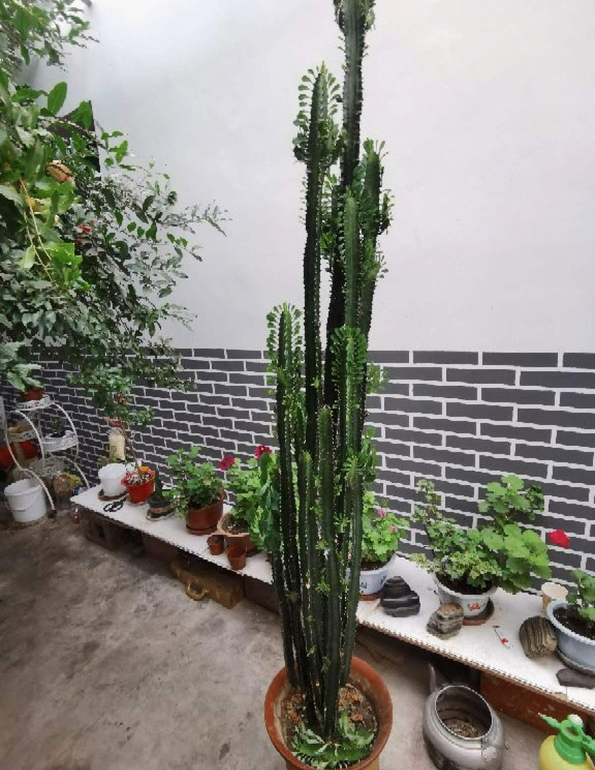 6 cây cảnh xù xì là bảo bối của nhà giàu, giúp đuổi tà khí - Hình 11 6 cay canh xu xi la bao boi cua nha giau, giup duoi ta khi-Hinh-11