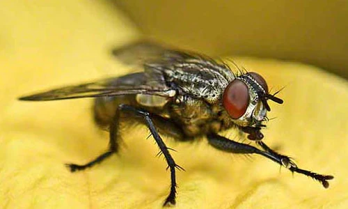 Video: Vì sao ruồi luôn cọ sạch chân trước khi ăn?