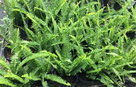 5 loài cây chặn đứng tài lộc, đừng dại mà trồng quanh nhà