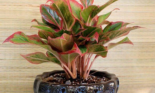 3 loại cây bàn thờ Thần Tài, gia chủ gánh lộc về nhà