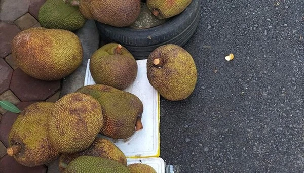 Loại quả quê từng thất sủng, rụng đầy gốc, nay thành đặc sản 