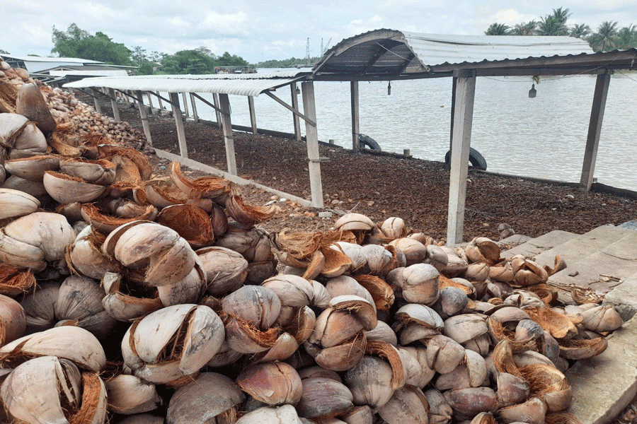 Dua kho ban gia re beo van e, nong dan khoc rong-Hinh-3