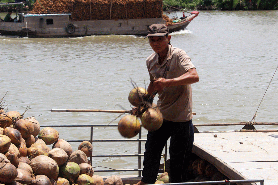 Dừa khô bán giá rẻ bèo vẫn ế, nông dân khóc ròng - Hình 7 Dua kho ban gia re beo van e, nong dan khoc rong-Hinh-7