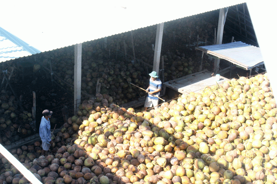 Dừa khô bán giá rẻ bèo vẫn ế, nông dân khóc ròng - Hình 9 Dua kho ban gia re beo van e, nong dan khoc rong-Hinh-9