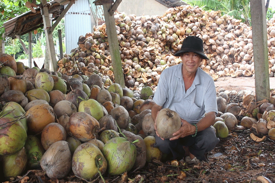 Dua kho ban gia re beo van e, nong dan khoc rong-Hinh-2