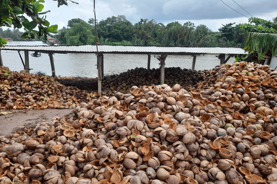 Dừa khô bán giá rẻ bèo vẫn ế, nông dân khóc ròng - Hình 6 Dua kho ban gia re beo van e, nong dan khoc rong-Hinh-6