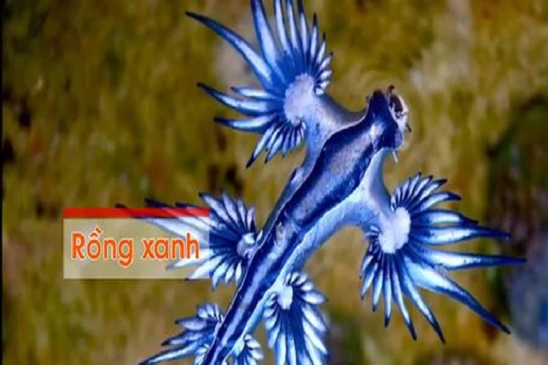Video: Khám phá những động vật có “họ hàng” với rồng