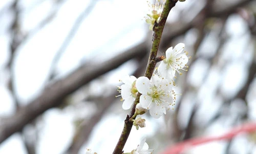 Hoa mơ rừng trắng muốt, hàng lạ hút khách chơi Tết