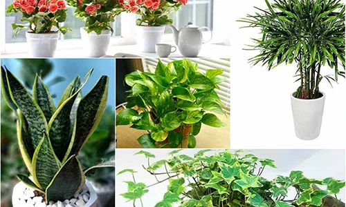 5 loài cây trồng vừa mang phong thủy lại phòng chống ung thư
