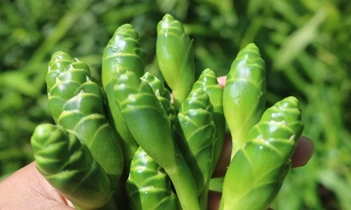 Loại cây xưa dùng cho gia súc ăn nay giúp dân buôn hốt bạc