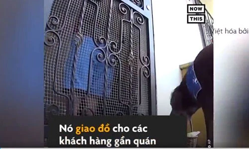 Video:Chú chó 8 tuổi là nhân viên giao hàng cho quán tạp hóa