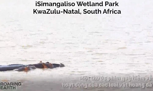 Video: Cá mập bất ngờ bỏ chạy trối chết vì hà mã