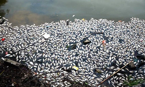 Cá chết bất thường nổi trắng ven Hồ Tây