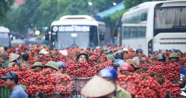 Hàng trăm xe nối đuôi chờ "ngã giá" thu mua ở thủ phủ vải thiều