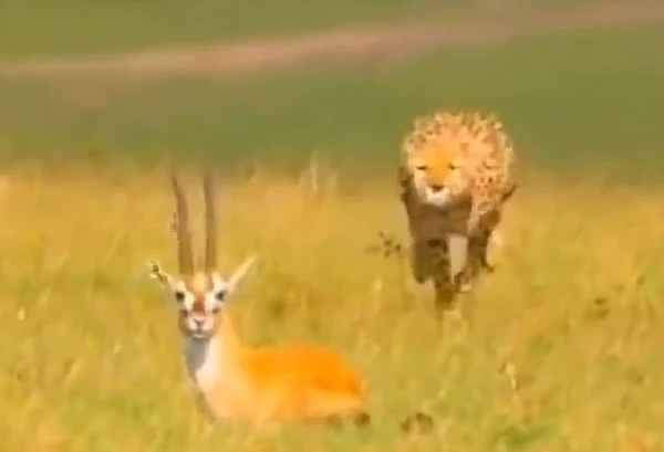 Video: Màn đào thoát ngoạn mục của linh dương trước báo đốm