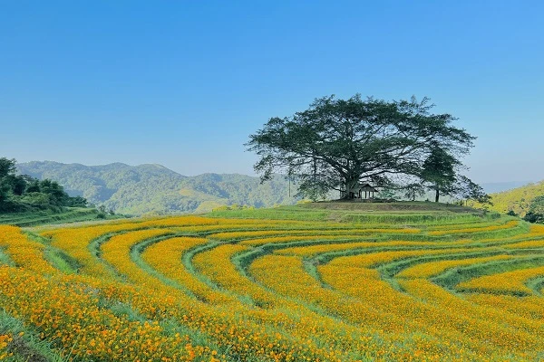Đồng hoa trồng trên ruộng bậc thang, đẹp như cổ tích ở Hòa Bình