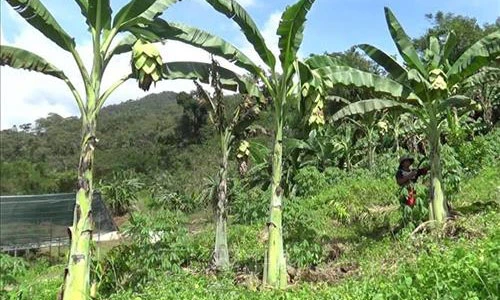 Loài chuối kỳ lạ, không chịu “đẻ con”, toàn thân đều là thuốc