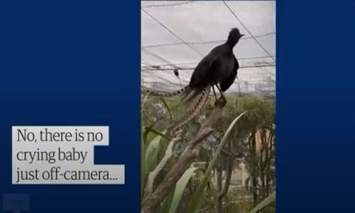 Video: Chim học lỏm tiếng trẻ con, gào khóc inh ỏi vườn thú