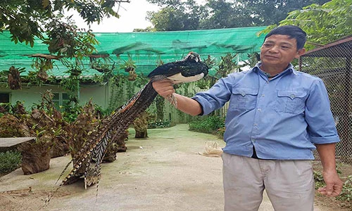 Video: Nuôi công - phượng để cả năm may mắn, tài lộc
