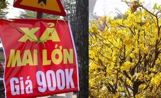 Treo biển 'xả hàng', hoa Tết vẫn vắng người mua