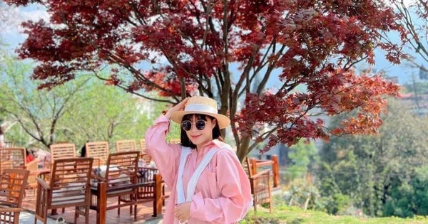 Giới trẻ nô nức check-in bên cây phong lá đỏ tại Sa Pa