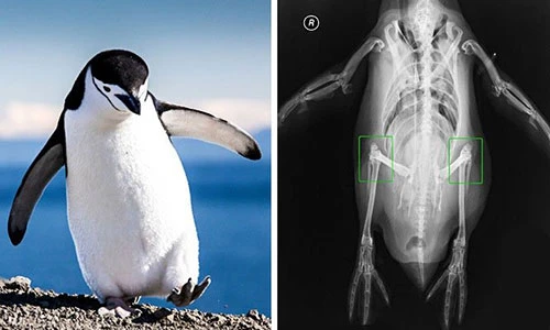 Sự thật thú vị về động vật không hề có trong sách giáo khoa 