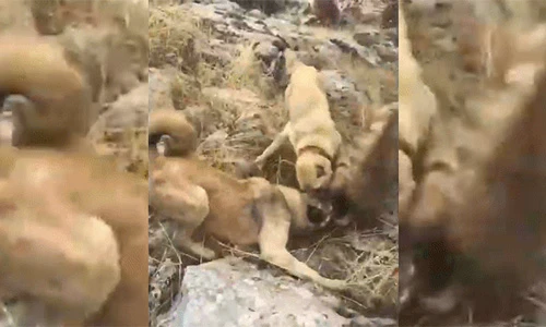 Video: Chó nhà nổi đóa đánh hội đồng linh cẩu