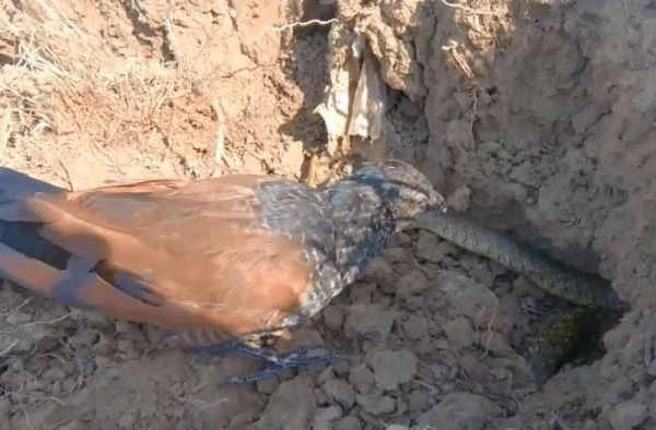 Video: Chim bìm bịp háu chiến mổ vỡ đầu rắn lục