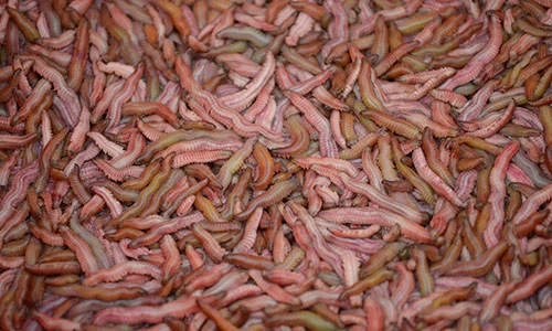 Mùa đặc sản 'lộc trời' độc đáo ở Hải Dương