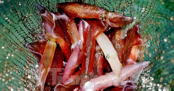 Mực nháy "cháy" hàng, có tiền cũng không mua được