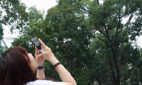 Video: Hoa chò nâu Sài Gòn xoay tít đón hè