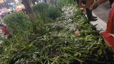 Luống cây bị giẫm nát sau khi xem hợp luyện diễu binh, diễu hành