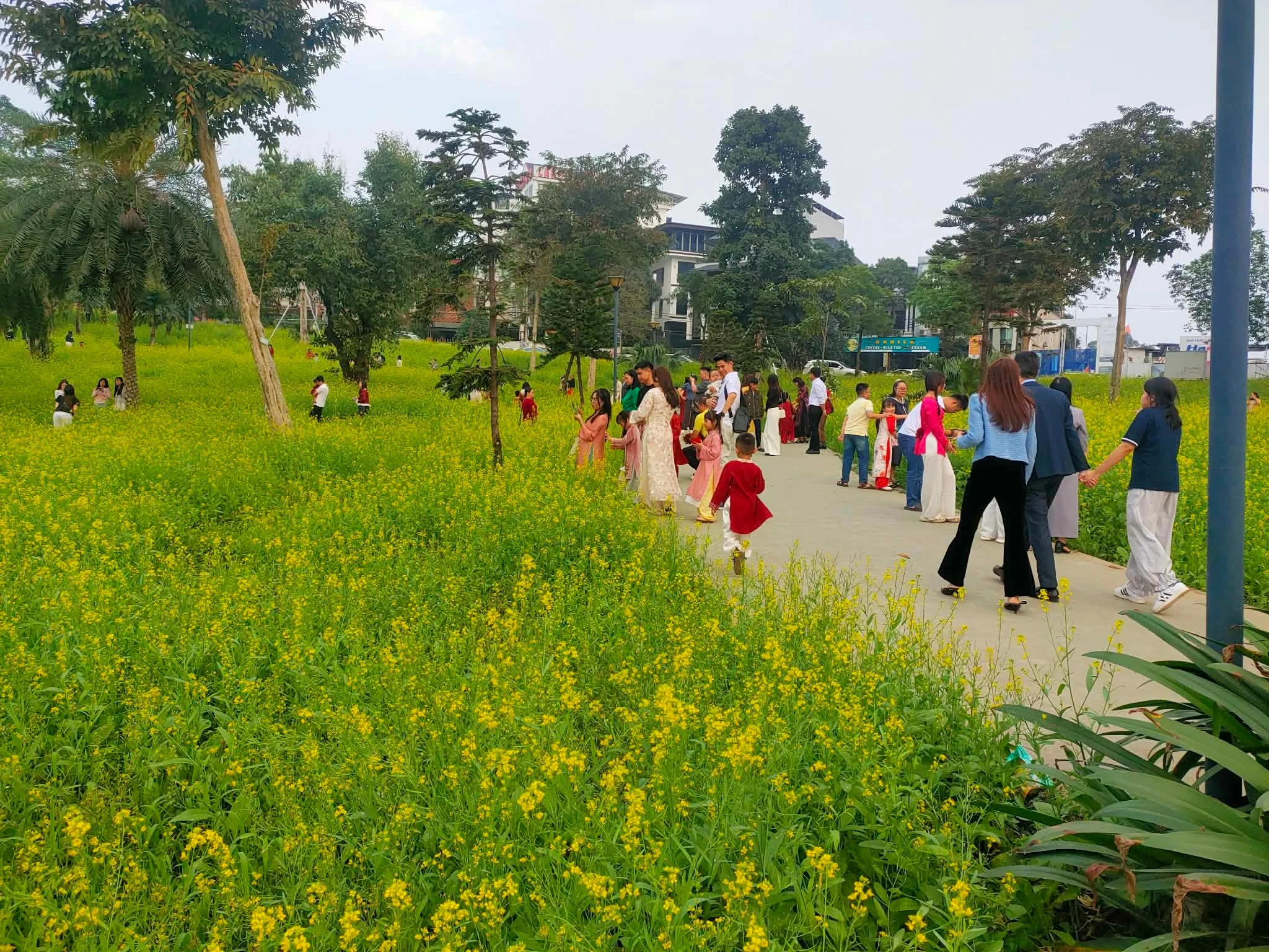 Cánh đồng hoa cải nở đúng dịp Tết, hút khách tham quan tại Phú Thọ