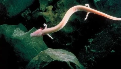 Sinh vật lười biếng, không ăn uống vẫn sống thọ hơn 100 tuổi