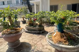 Vụ tịch thu 42 cây mai vàng ở Côn Đảo... cần phân biệt 'cây cảnh' - 'lâm sản'