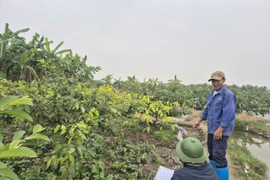 Người dân trồng cây, xây dựng trái phép trên đất thu hồi dự án ở Hải Phòng