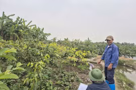 Người dân trồng cây, xây dựng trái phép trên đất thu hồi dự án ở Hải Phòng