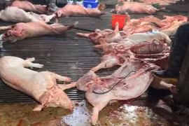 Lợn dịch được các đối tượng giết mổ mang đi tiêu thụ