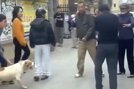 Người thả chó dữ tấn công hàng xóm ở Hà Nội sẽ bị xử sao?