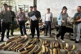 Hải Phòng tiêu hủy 615 kg ngà voi trái phép từ Nigeria vào Việt Nam