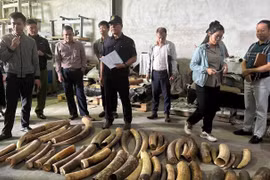 Hải Phòng tiêu hủy 615 kg ngà voi trái phép từ Nigeria vào Việt Nam