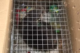 Buôn bán rái cá vuốt bé, một người phụ nữ bị khởi tố