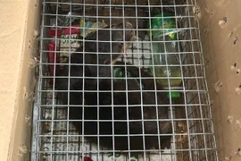 Buôn bán rái cá vuốt bé, một người phụ nữ bị khởi tố