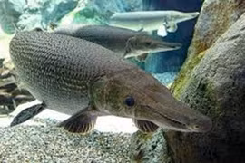 11 người ngộ độc ở Thanh Hóa là do ăn trứng cá sấu hoả tiễn