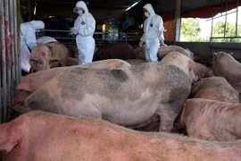 Xử lý dứt điểm ổ dịch tả lợn châu Phi, không để bùng phát