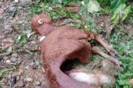 Sói hoang tấn công 50 con trâu, bò bị chết ở Điện Biên