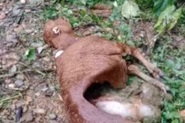 Sói hoang tấn công 50 con trâu, bò bị chết ở Điện Biên