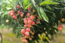 Vải thiều Thanh Hà - sản vật tiến vua, đặc sản xuất khẩu