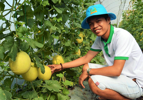 Bằng niềm đam mê bất tận với nông nghiệp sạch, sau nhiều năm mày mò nghiên cứu, 3 chàng trai 8X ở Cần Thơ đã trồng một vườn dưa lưới trong nhà kính theo hướng hữu cơ, áp dụng công nghệ tưới nhỏ giọt của Israel. Ảnh: Dân Việt.